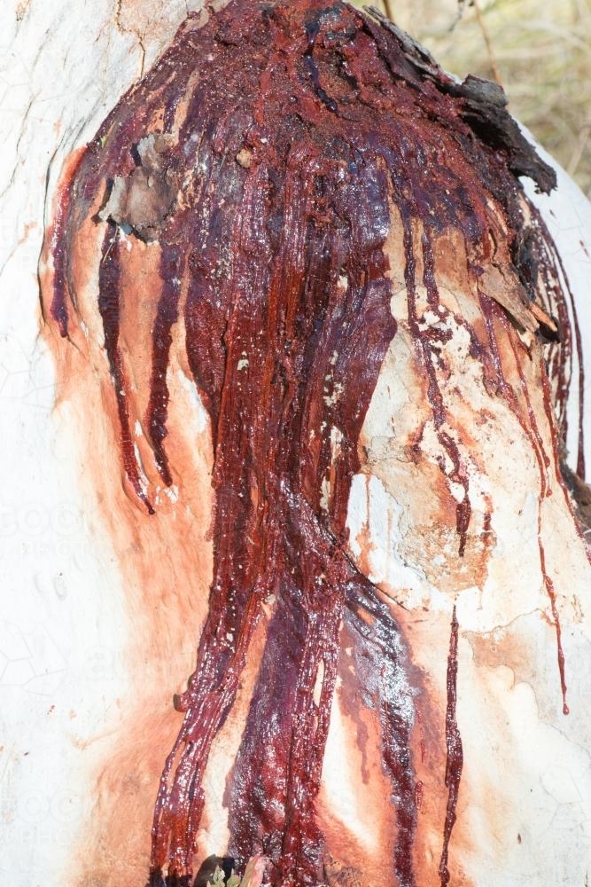 Close up of white tree trunk with dark red sap flowing down - Australian Stock Image