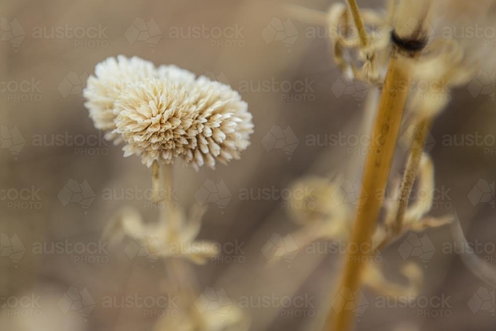 Close up of white wildflower on brown - Australian Stock Image