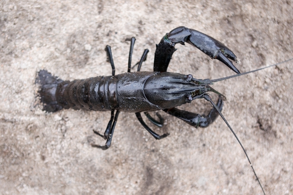 Close up of whole marron on dam bank - Australian Stock Image