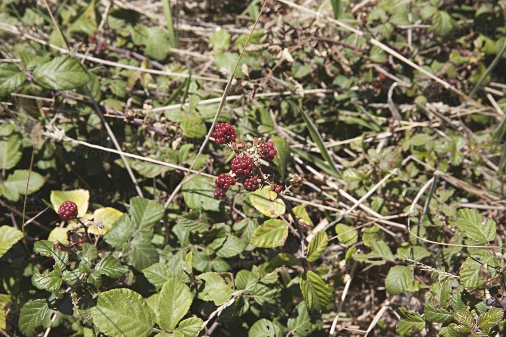 Close up of wild blackberry bush - Australian Stock Image