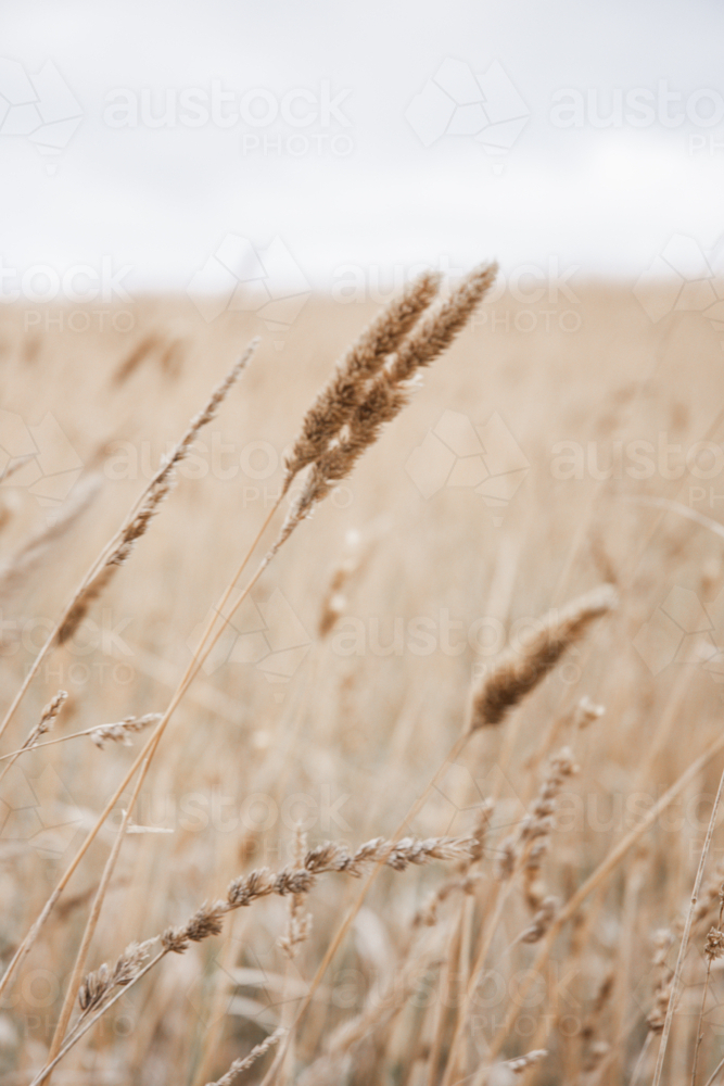 Close up of wild, dry grass at end of summer - Australian Stock Image