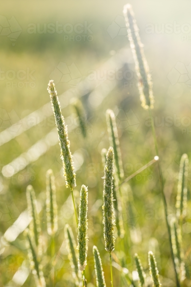 Close up of wild grass growing outside a fence - Australian Stock Image