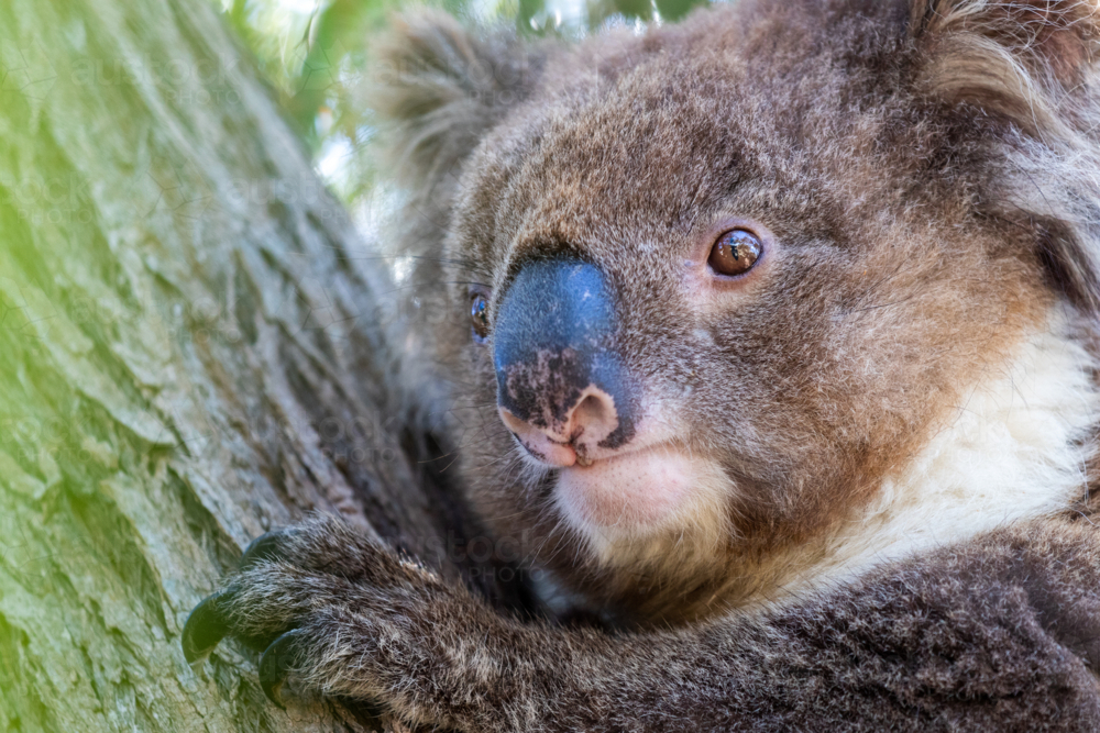 Close up of wild koala climbing a tree in South Australia - Australian Stock Image