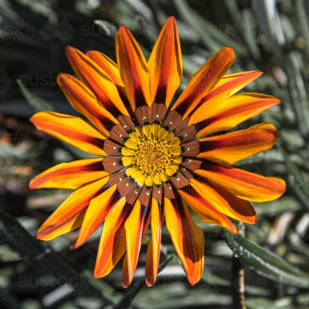 close up of wild orange and yellow daisy like flower - Australian Stock Image