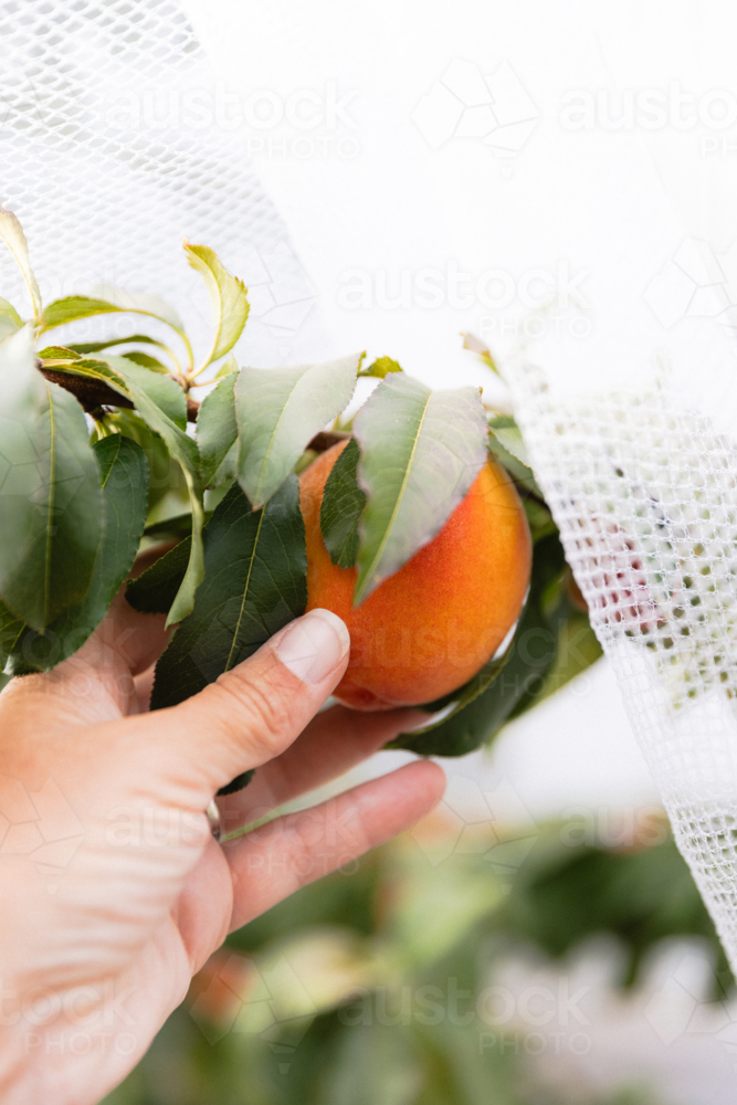 Close up of woman's hand picking ripe peach off a backyard fruit tree covered by bird netting - Australian Stock Image