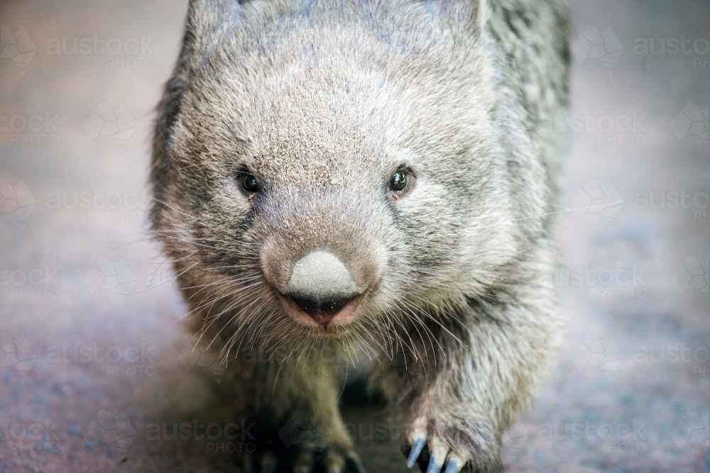 Close up of Wombat walking on concrete surface - Australian Stock Image
