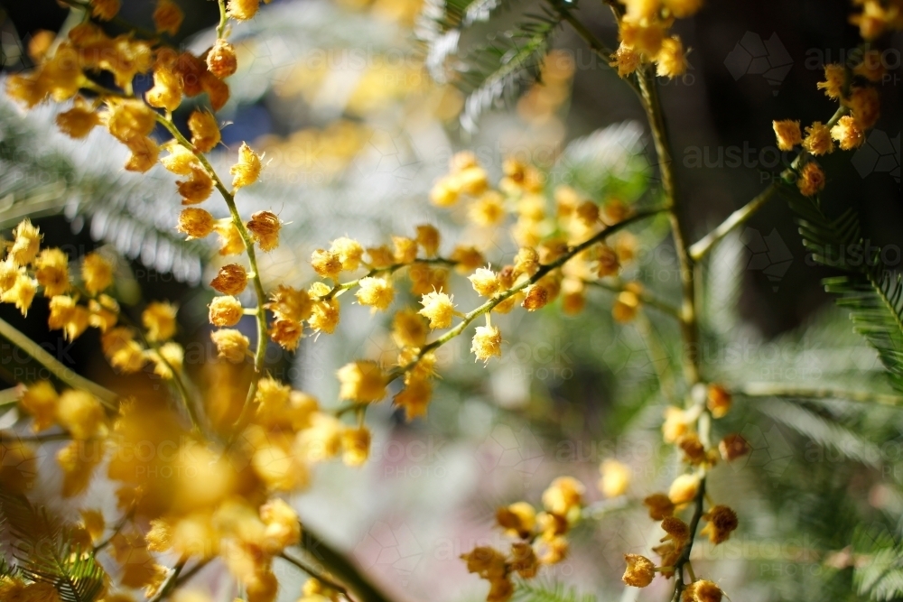Close-up of yellow Australian native wattle plant showing depth of field - Australian Stock Image