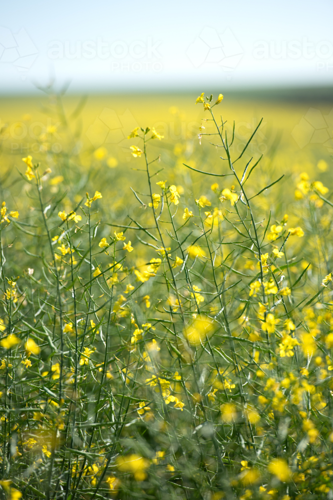 Close-up of yellow canola flowers with selective focus - Australian Stock Image
