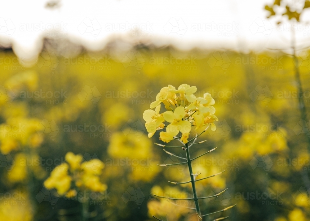 Close-up of yellow flower cluster - Australian Stock Image