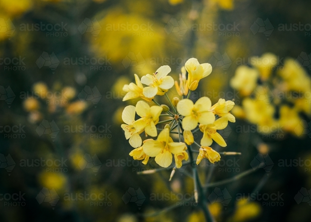 Close-up of yellow flower cluster - Australian Stock Image