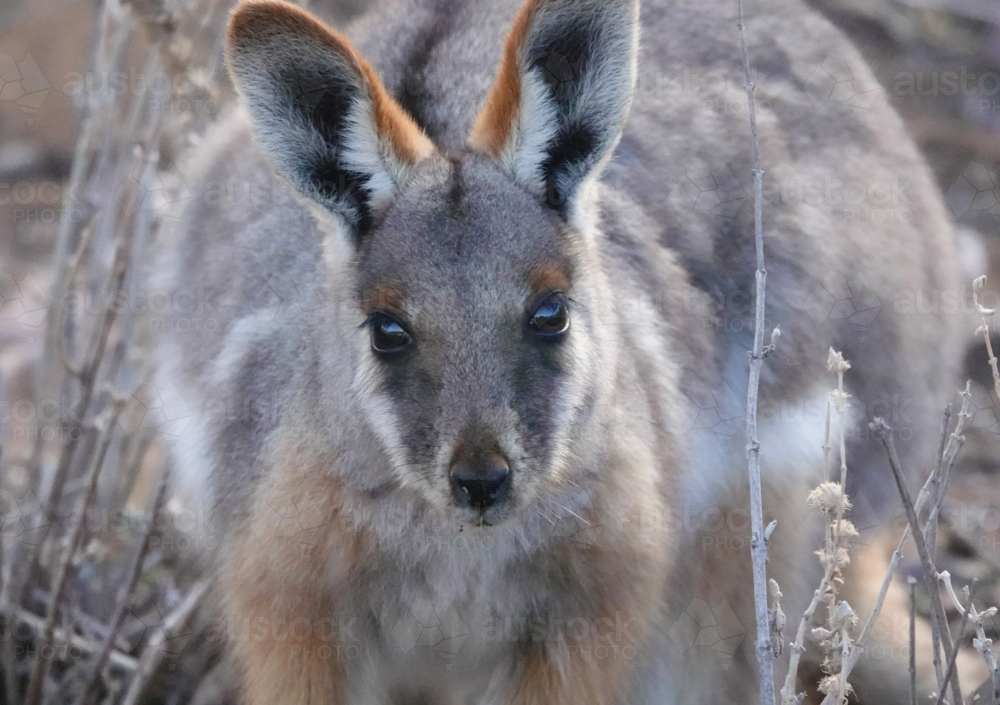 Close-up of yellow-footed rock-wallaby - Australian Stock Image