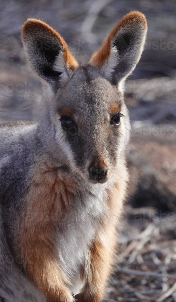 Close-up of yellow-footed rock-wallaby - Australian Stock Image