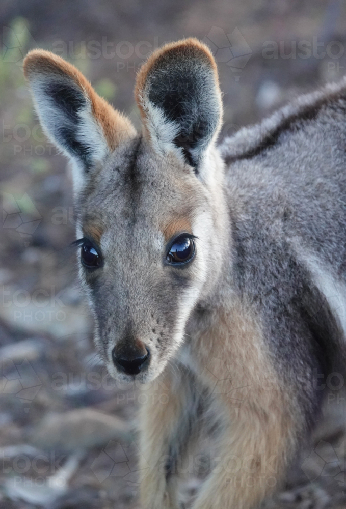 Close-up of yellow-footed rock-wallaby - Australian Stock Image