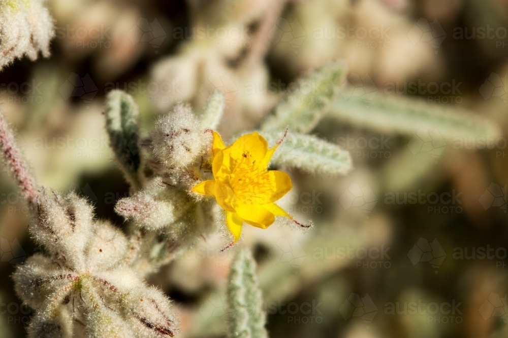 Close up of yellow wildflower and foliage - Australian Stock Image