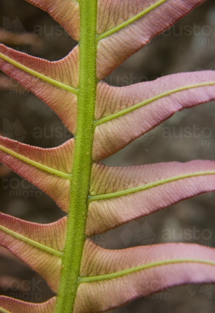 Close-up of young fern frond with zig-zag pattern - Australian Stock Image
