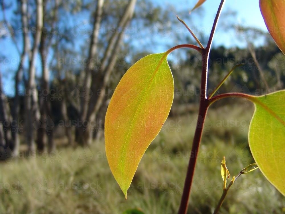 Close up of young gum leaves on a stem - Australian Stock Image