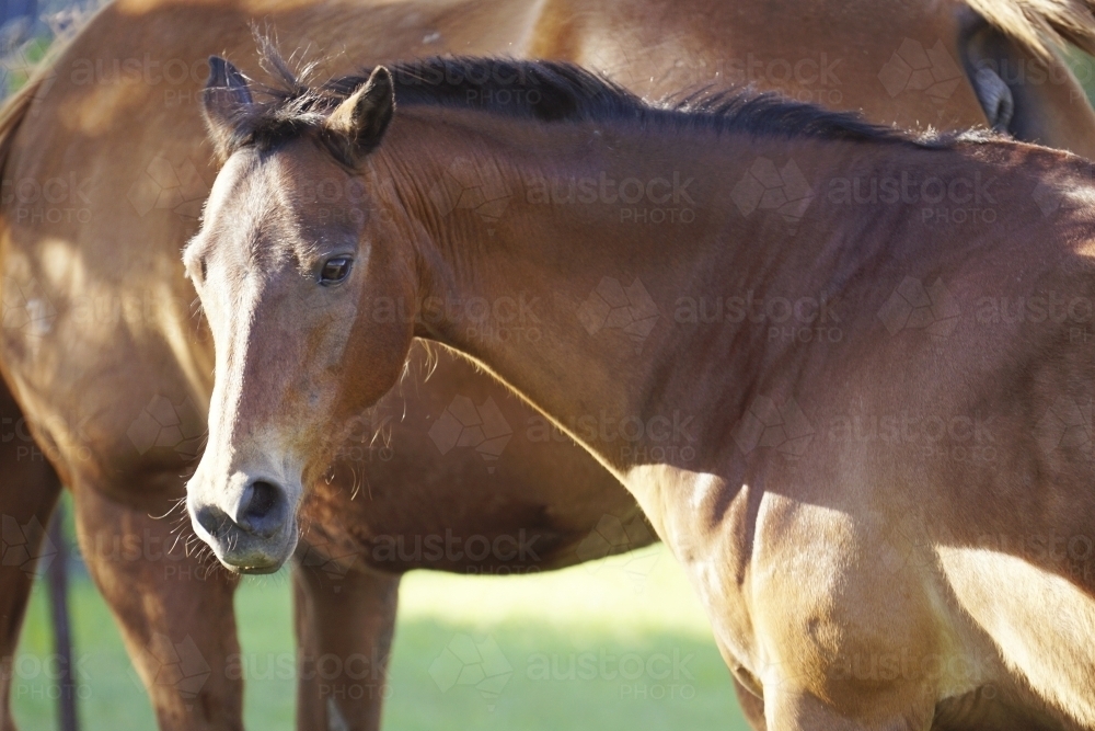 Close up of young horse - Australian Stock Image