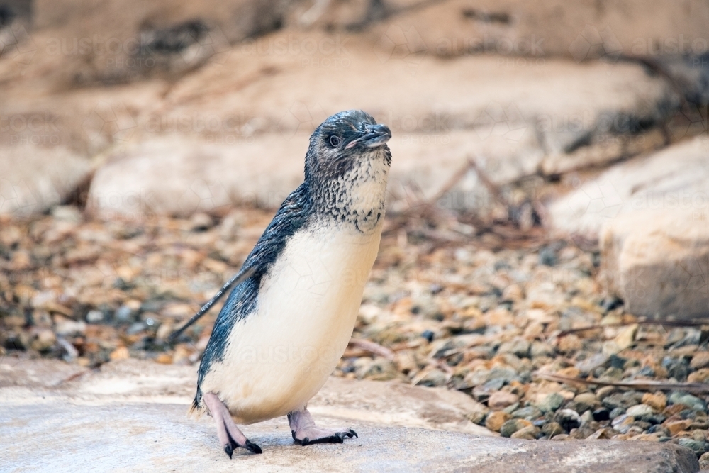 Close up of young penguin approaching water - Australian Stock Image