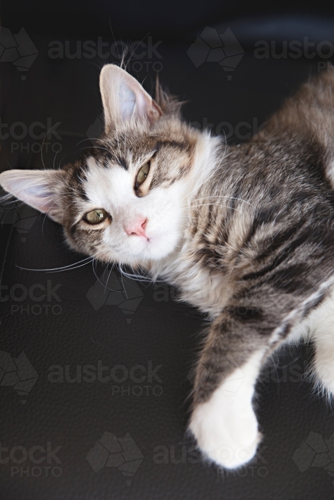 Close up of young tabby cat - Australian Stock Image