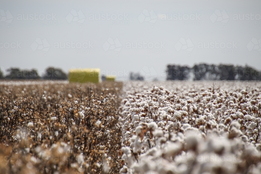 Close-up on cotton bolls on mature plants ready for harvest. - Australian Stock Image
