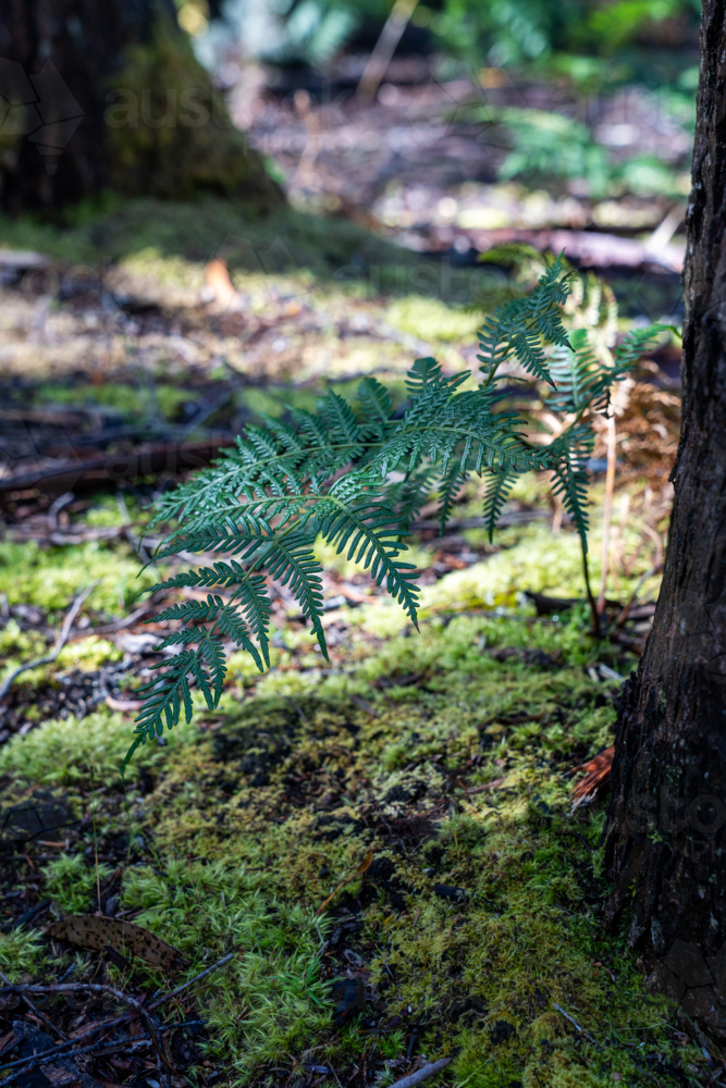 Close up on Fern leaves from Tassie - Australian Stock Image