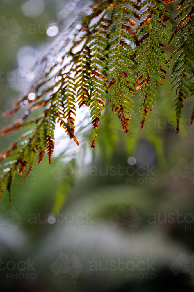 Close up on Fern leaves from Tassie - Australian Stock Image