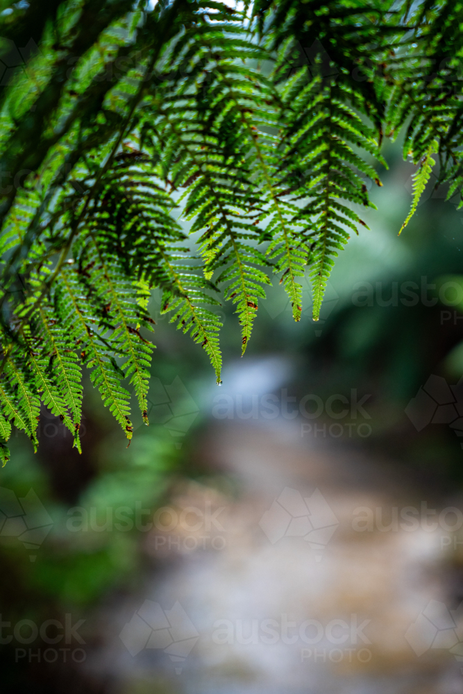 Close up on Fern leaves from Tassie - Australian Stock Image