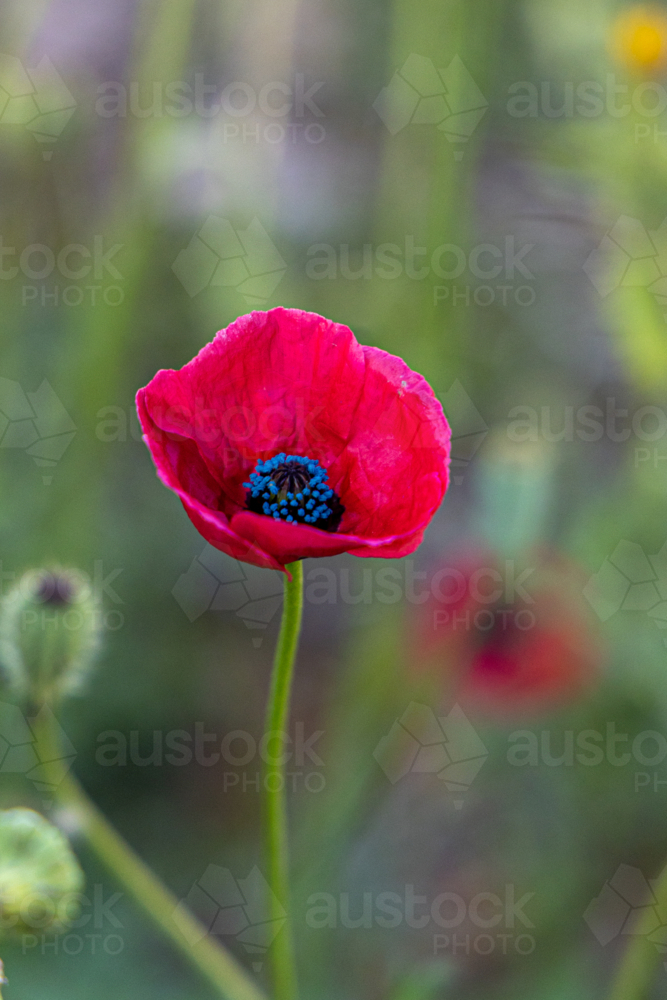 Close up on red poppy - Australian Stock Image