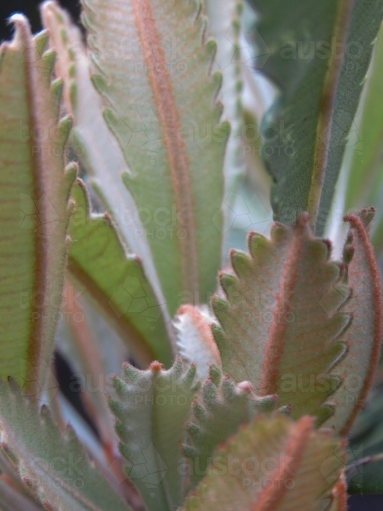 Close up pastel shades of new Banskia leaves - Australian Stock Image