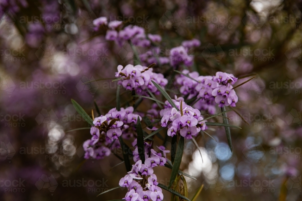 close up pf purple flowers - Australian Stock Image