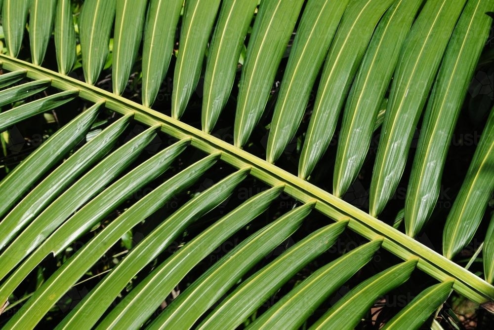 Close-up photo of a green palm leaf - Australian Stock Image