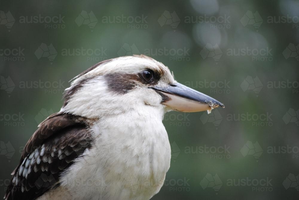 Close up photo of  a kookaburra - Australian Stock Image