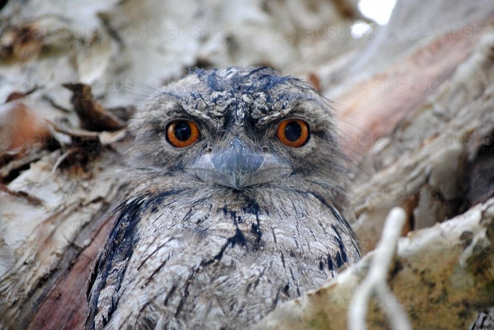 Close-up photo of a Tawny Frogmouth - Australian Stock Image