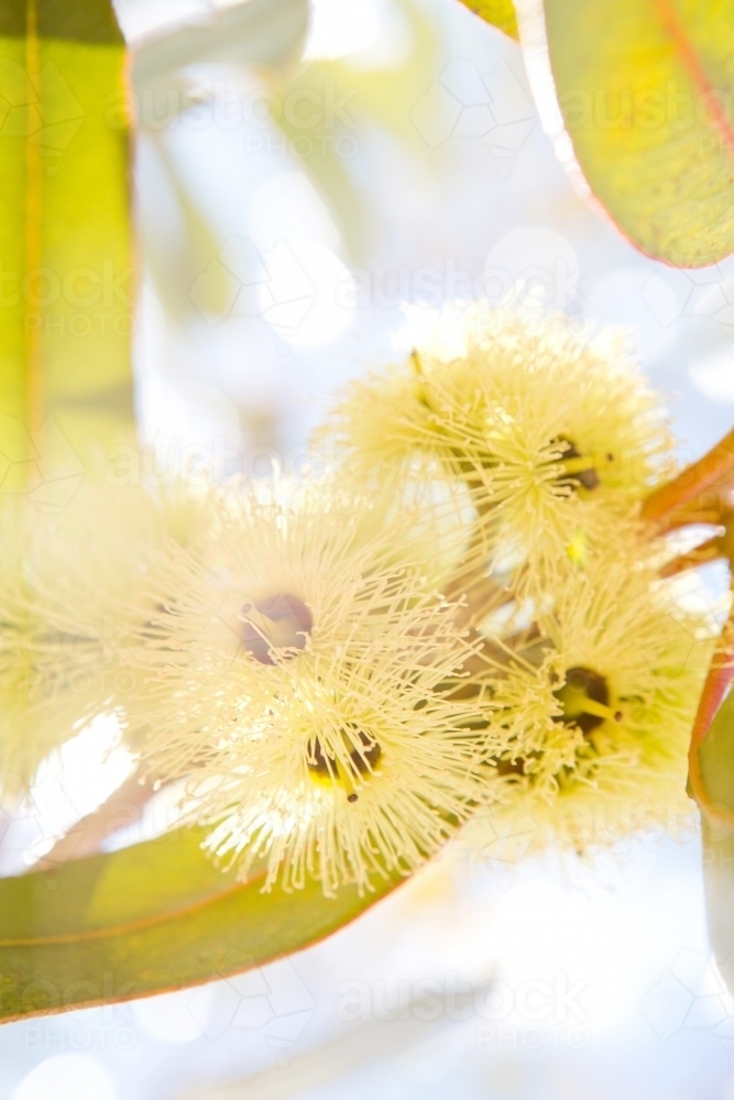 Close up photo of a yellow gum blossoms with leaves and a glow of sun in the background - Australian Stock Image