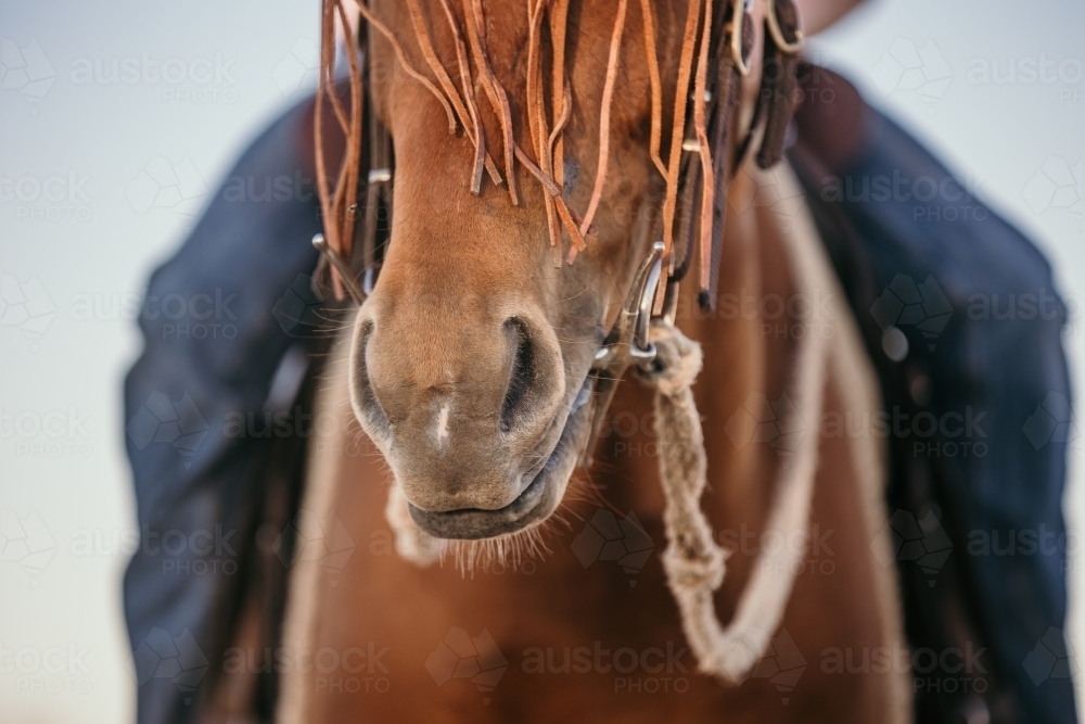 Close-up of Brown Horse Nose with Bridle - Australian Stock Image