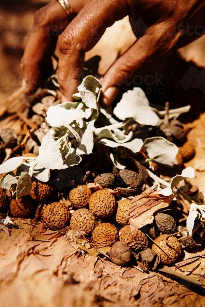 Close up photo of brown round nuts with dried leaves on the ground and hand touching it - Australian Stock Image