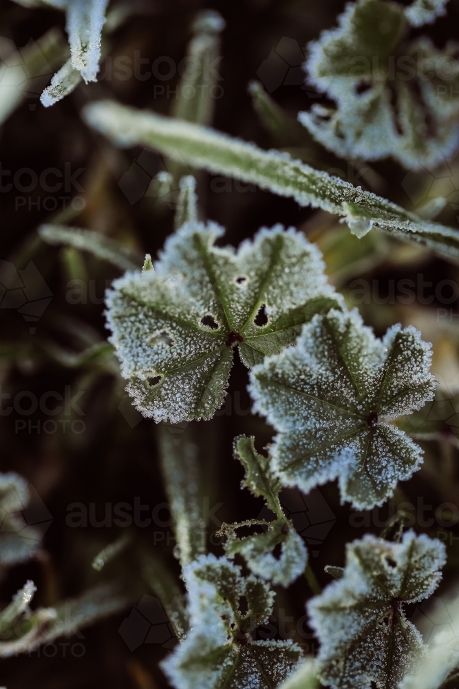 Close up photo of frost covered leaves on winter morning - Australian Stock Image