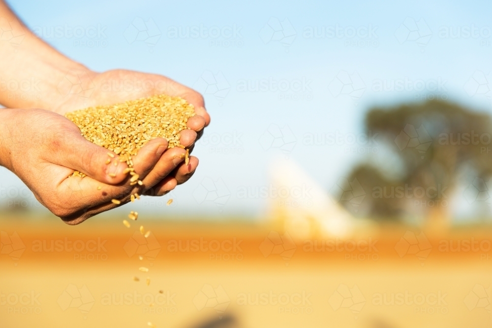 Close up photo of grains in the hands of a man - Australian Stock Image