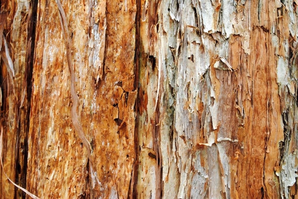 Close-up photo of the bark on a gum tree - Australian Stock Image