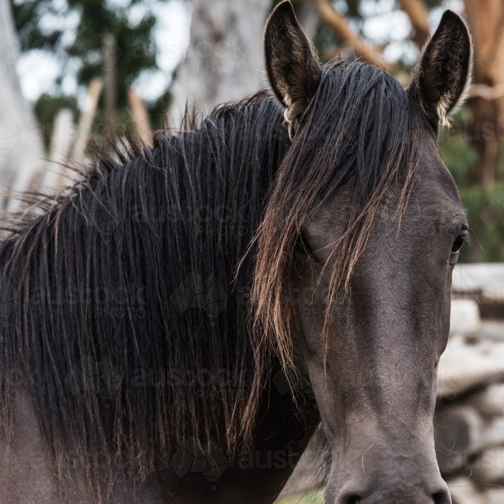 close up portrait horse head - Australian Stock Image
