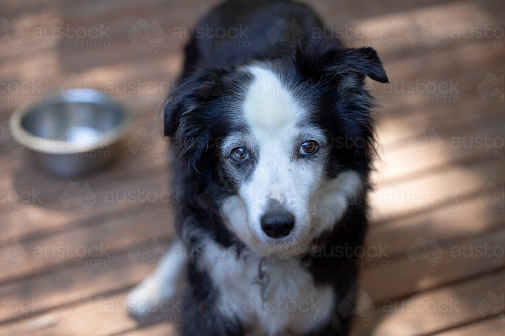 Close up portrait image of black and white Border Collie purebred dog with plain background - Australian Stock Image