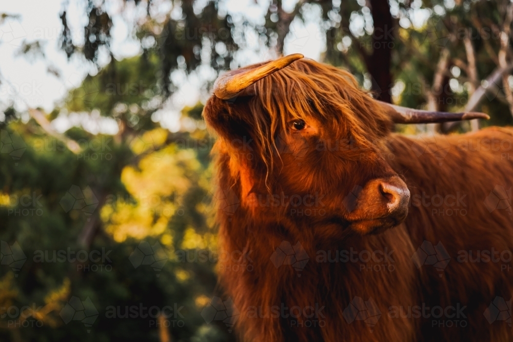 Close up portrait image of male Highland Cow on Australian farm - Australian Stock Image
