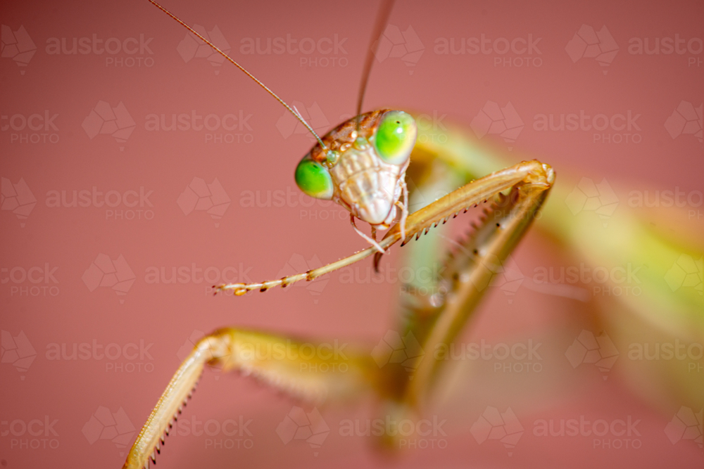Close-up portrait of a green-eyed praying mantis. - Australian Stock Image