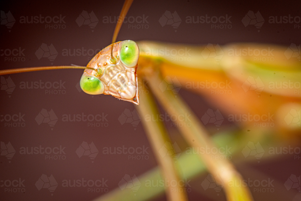 Close-up portrait of a green-eyed praying mantis. - Australian Stock Image