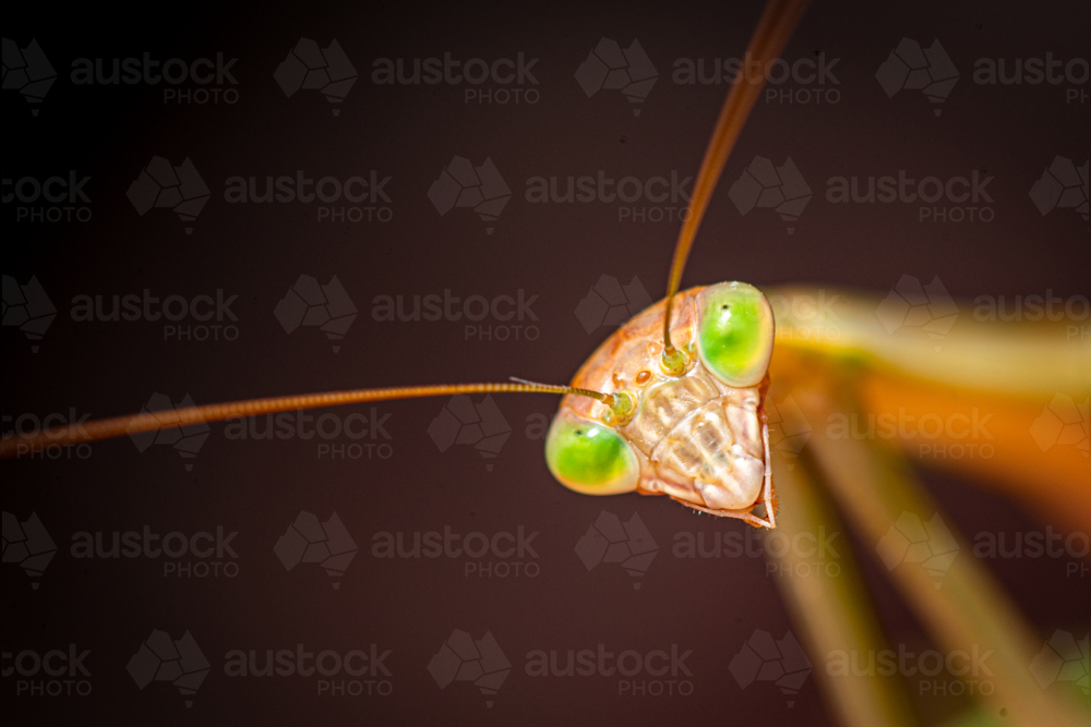 Close-up portrait of a green-eyed praying mantis. - Australian Stock Image