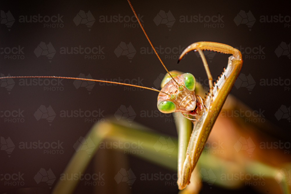Close-up portrait of a green-eyed praying mantis. - Australian Stock Image