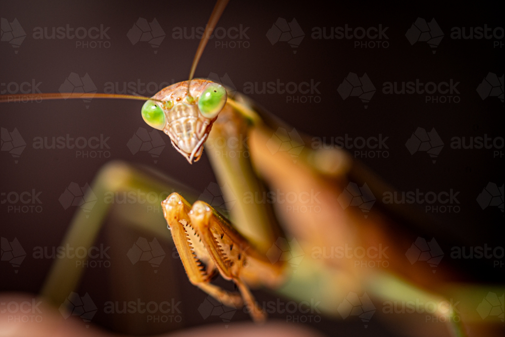 Close-up portrait of a green-eyed praying mantis. - Australian Stock Image