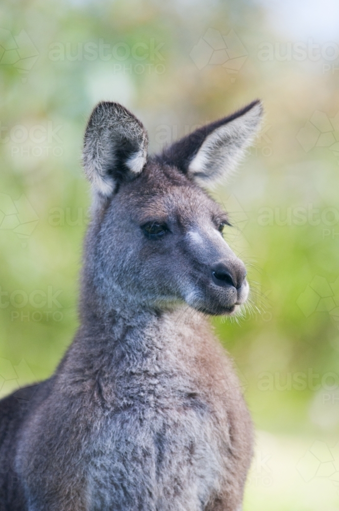 Close up portrait of a kangaroo looking to the side - Australian Stock Image