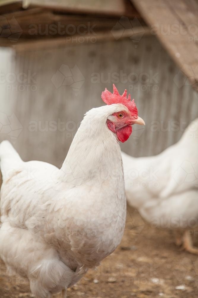 Close up portrait of a large white leghorn laying hen - Australian Stock Image