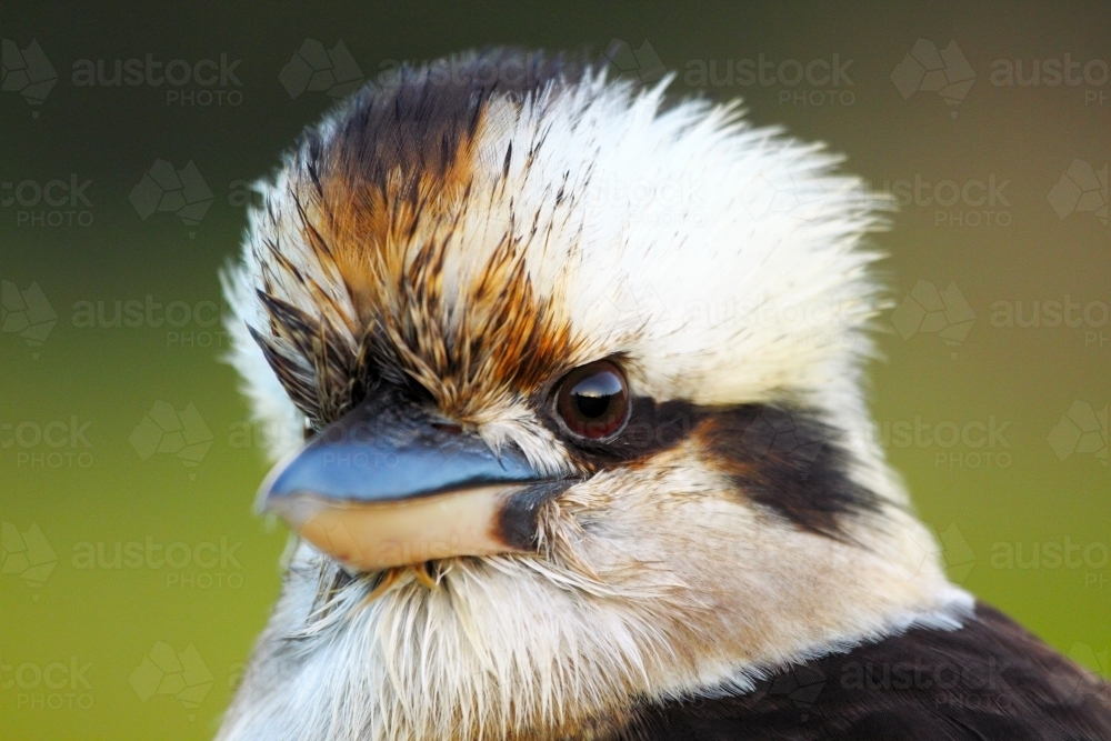 Close-up portrait of a Laughing Kookaburra head and beak - Australian Stock Image